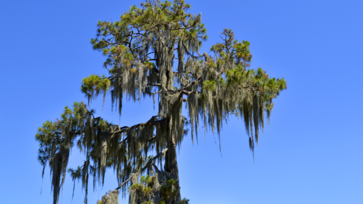 a tall swamp tree with a drooping canopy